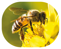 ADULT-causes-WASP-3-col